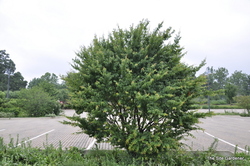Carpinus caroliniana — photo 3